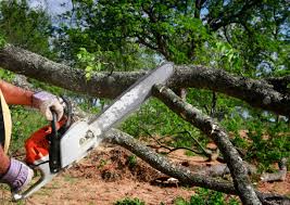 How Our Tree Care Process Works  in El Sobrante, CA